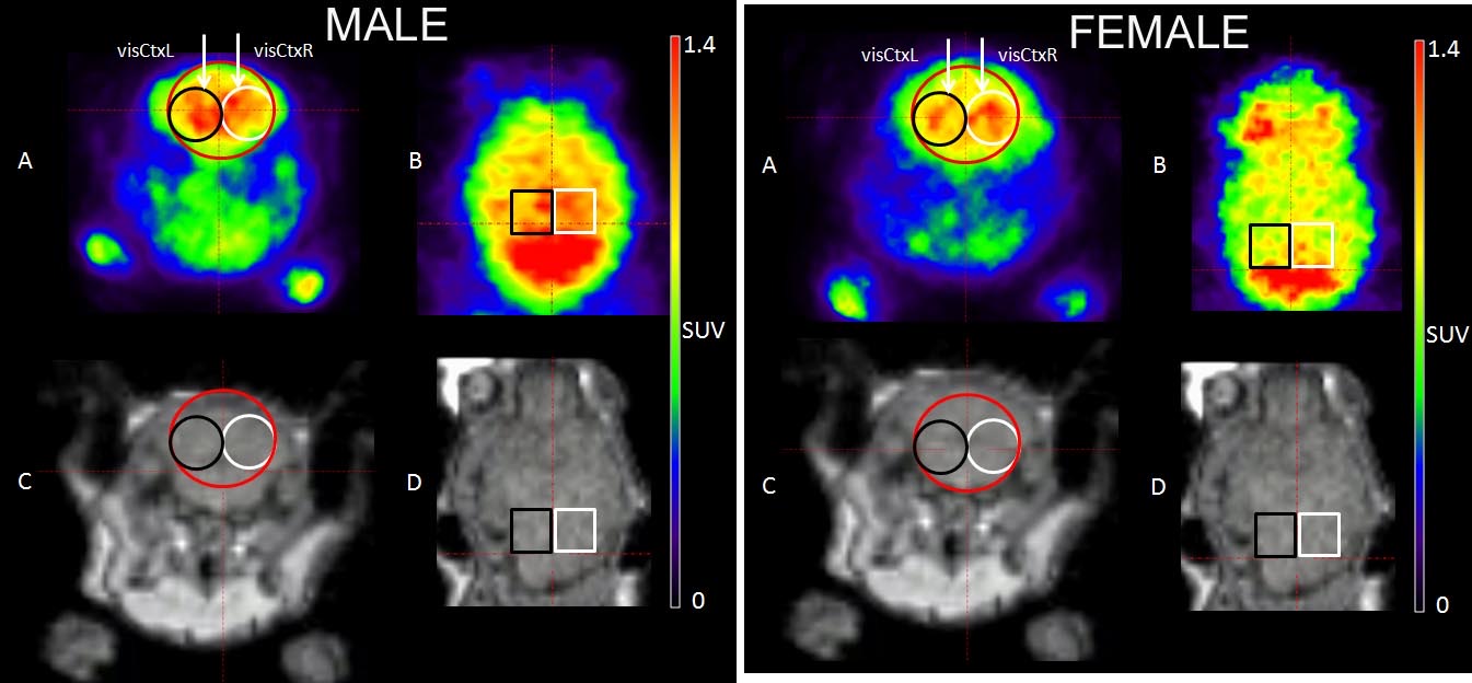 PET/MRI research figure showing brain metabolism images for male and female mice.